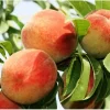 Персик плодовий "Теміра", ранній сорт