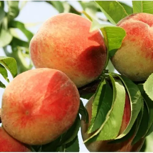 Персик плодовий "Теміра", ранній сорт