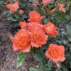 Троянда бордюрна Апельсин