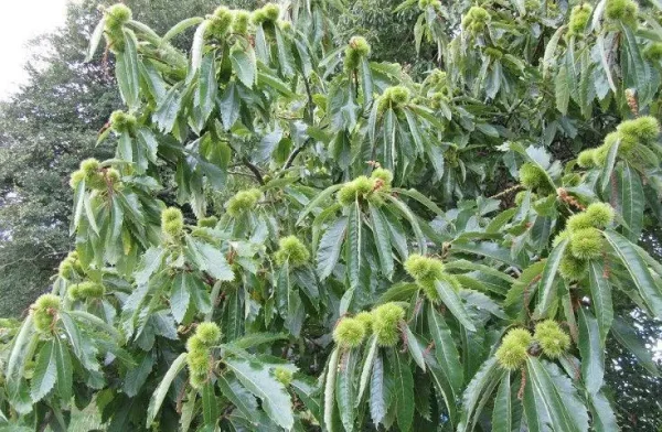 Каштан їстівний (Castanea sativa)