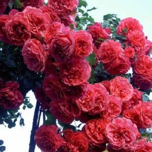 1663242163_49-kartinkin-net-p-roza-pletistaya-paul-skarlet-instagram-49-1.jpg Плетиста троянда "Маршмеллоу" (Marshmallow)