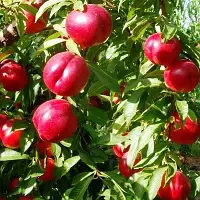 1785597585_w200_h200_gibrid-kolonovidnyj-sliva-persik.webp Гібрид "Північне сяйво"(схрещені:слива-персик колона)
