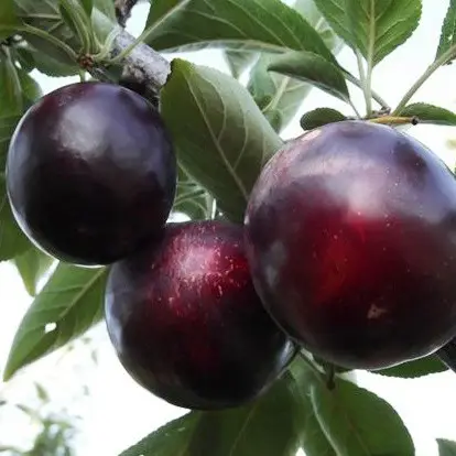 Диплоїдна слива пізня "Лері Енн"саджанці дворічні