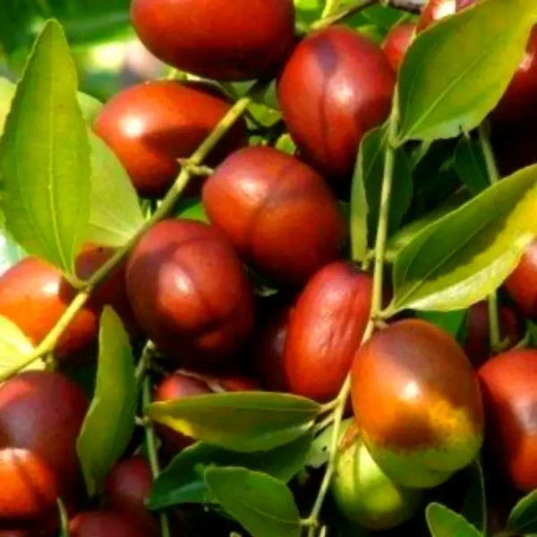 Зизифус-Фініки "Та-ян-цзао" сорт ранній, дворічні саджанці