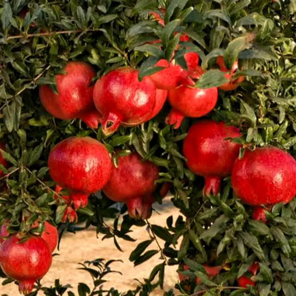 Гранат садовий «Ачіканор»