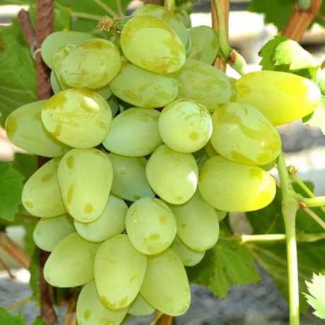 Виноград "Монарх"