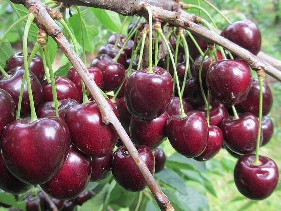 Черешня Кордія