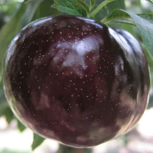 Алича Глобус