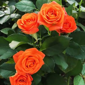 1cddde28-67be-11eb-9e20-a8ad0ad5ca87-1.jpg Троянда спрей Оранж Бебі (Orange Baby)