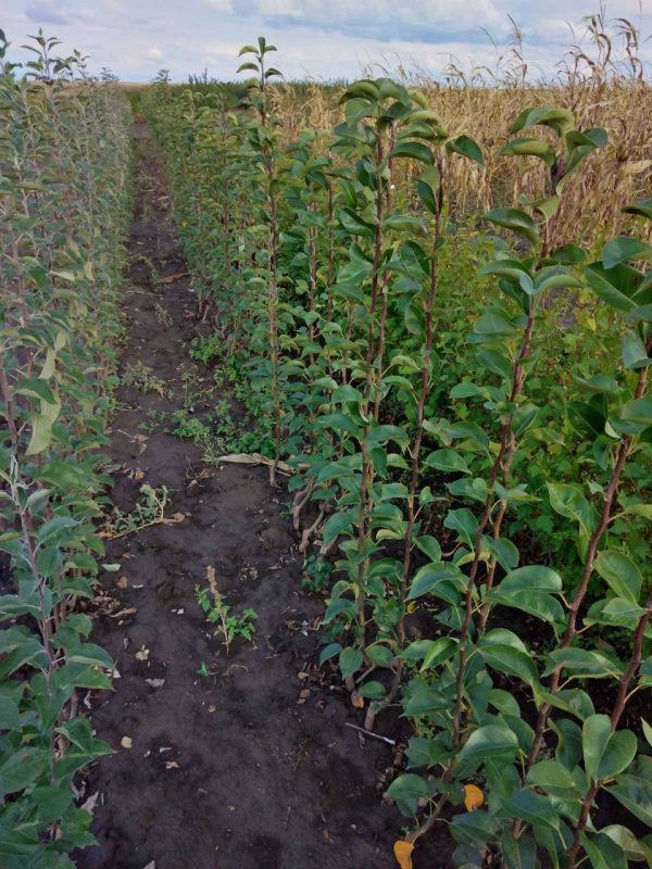 Груша Конференція