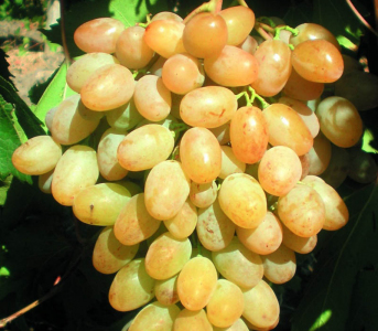 1e937a52-1809-11ea-aea7-ce0487015985.jpg Виноград "Загадка"(Середньо-пізній сорт)