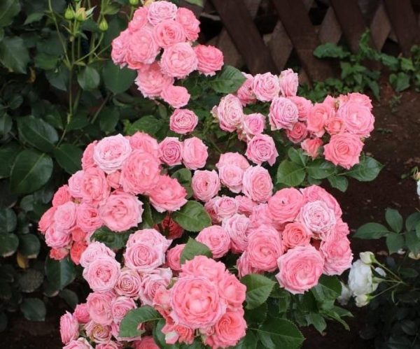 Троянда спрейка Барбадос