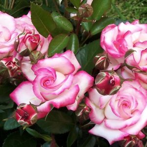 2-14-1.jpg Троянда "Хендель" плетиста