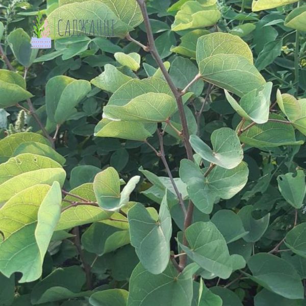 Багряник (Церцис) Саджанці дворічні