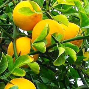 Лимонник Понцирус, їстівний