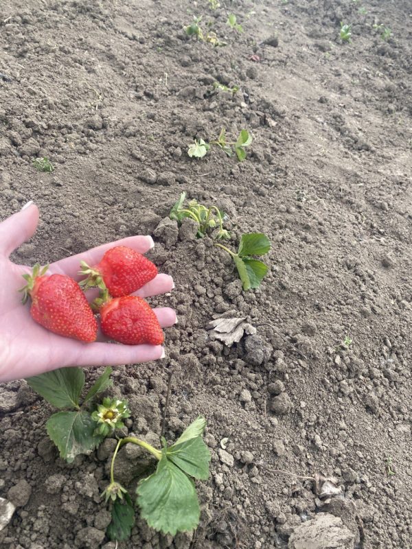 2-5.jpg Полуниця "Альба" (дуже сорт ранній) Продаємо від 10 шт одного сорту