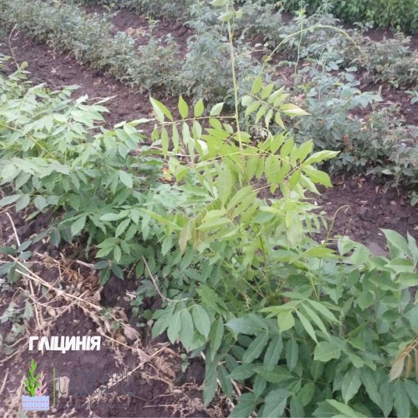 Гліцинія жовта "Промінчики сонця"