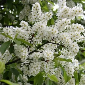 2013294836_w640_h640_2013294836.webp Черемха звичайна