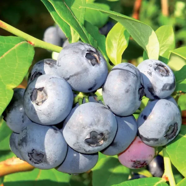 Лохина Насолода