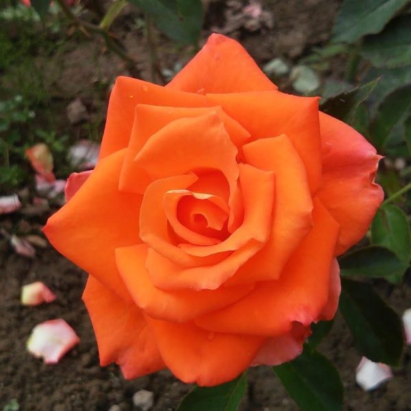 20170825_110948-e1551341423586-1.jpg Троянда Моніка (Monika)