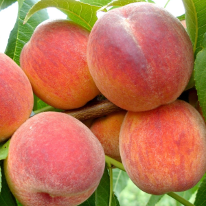 Персик Редхевен, ранньо-середній термін дозрівання