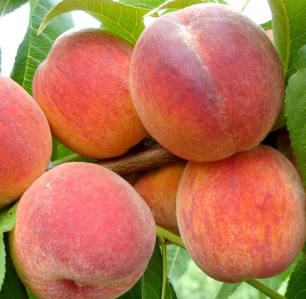 Персик Редхевен, ранньо-середній термін дозрівання