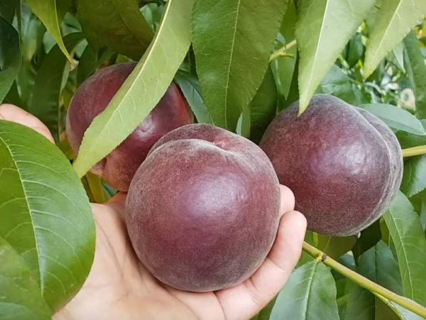 Персик Роял Маджестік, середній термін дозрівання