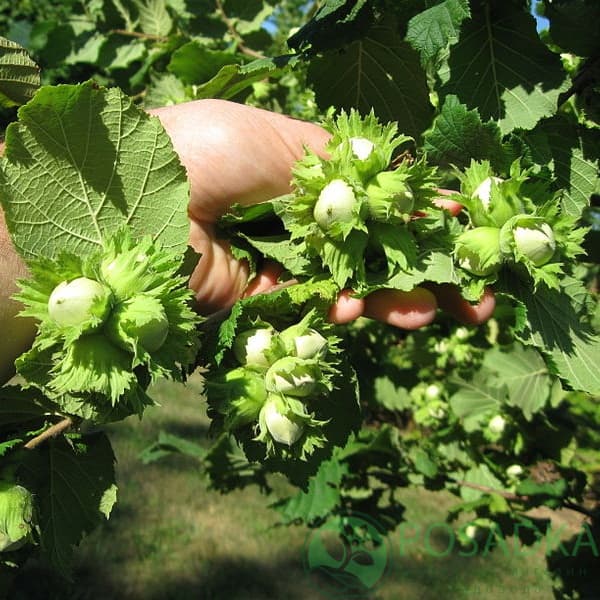 Фундук Барселонський