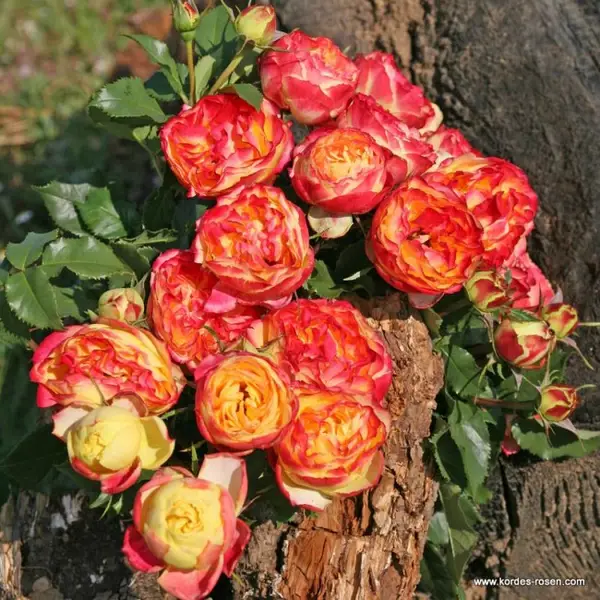 Троянда "Англійська Вулканіка"