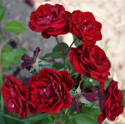 2092038125_w500_h500_roza-floribunda-tornado-1.webp Троянда спрейка Торнадо