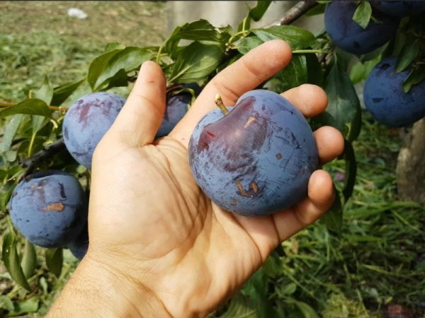 Cлива Бербанк Гігант диплоїдна