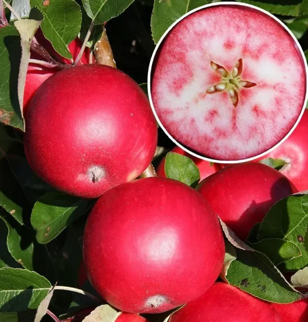 Яблуня "Розетта" - червоном'ясі, середній термін дозрівання