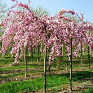 Сакура дрібнопильчаста плакучої форми "Кіку-Шідаре"