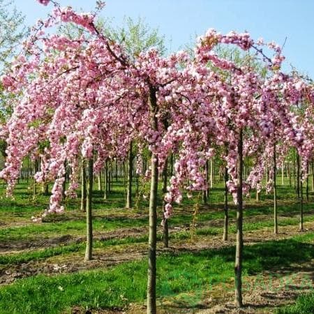 Сакура дрібнопильчаста плакучої форми "Кіку-Шідаре"