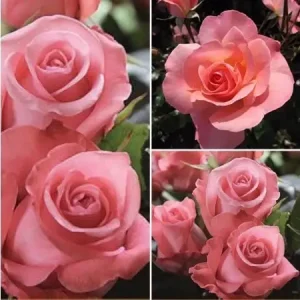 Штамбова троянда Ленні