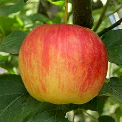 Яблуня "Ембасі"