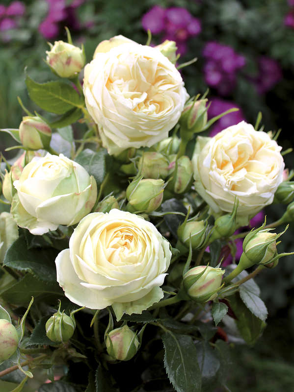 Троянда "Вайт Піано"Піоновидна