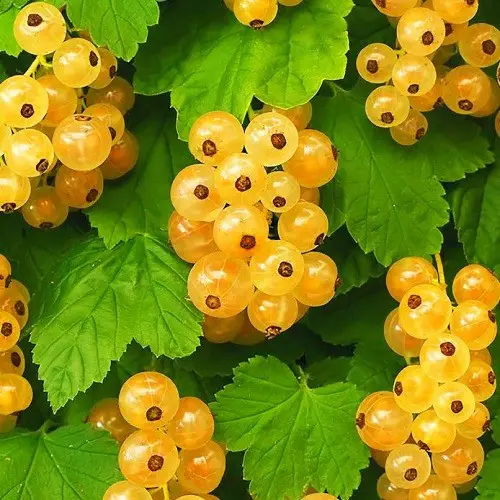 Імператорська смородина (Порічка-жовта)