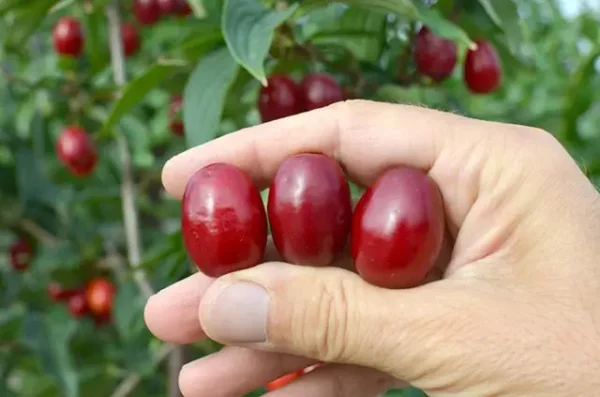 Кизил "Олена", ранній термін дозрівання