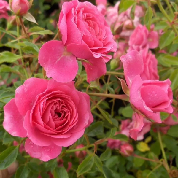 Троянда "Амулет" спрейка