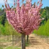 Сакура Роял Бургунді на штамбі, висота 200-180 см