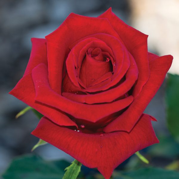 Троянда на штамбі яскраво-червоні бутони