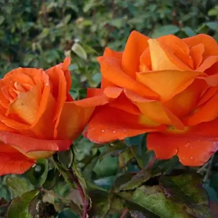 2435084898_2435084898-1.webp Троянда Моніка (Monika)