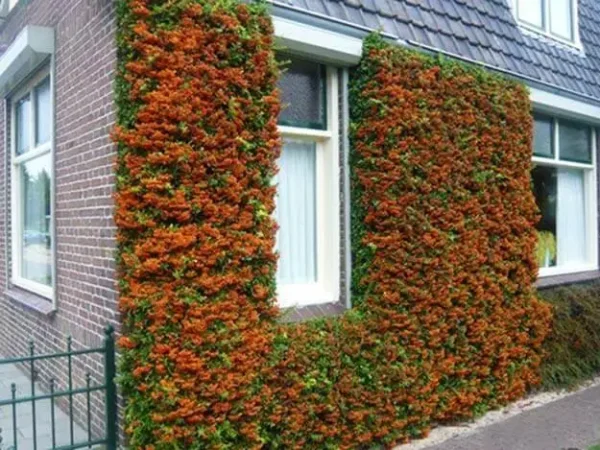 Піраканта Orange Glow