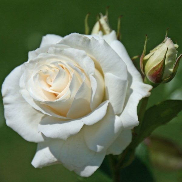 255_408691-1.jpg Троянда Паскалі (Pascali)