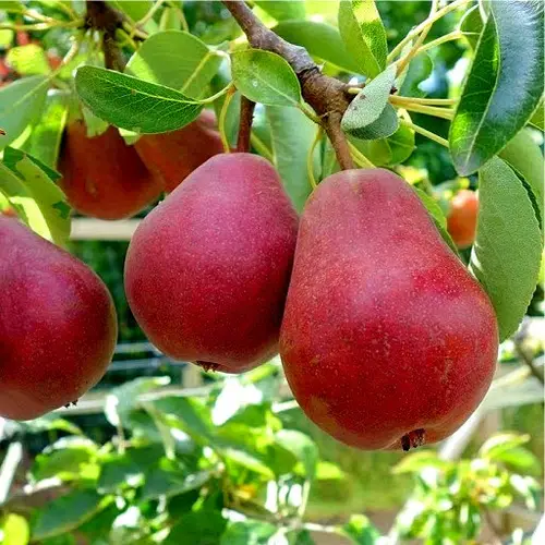 2610876337_w500_h500_sadzhantsi-grushi-dikolor.webp Груша "Диколор"(сорт пізній-зимовий)