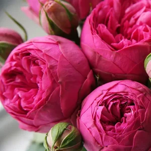 2667552882_w600_h600_2667552882-1.webp Троянда Пінк Піано (Pink Piano)