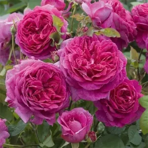 2705788512_w600_h600_2705788512-1.webp Троянда плетиста Солодкий поцілунок (Sweet Kiss)Піоновидна