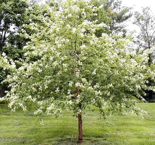 Черемха звичайна