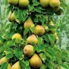 Груша Богатир колона, середньостиглий